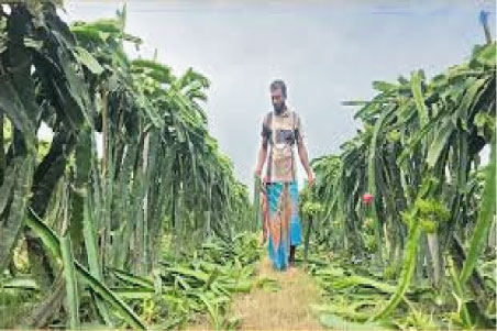 মহেশপুরে ফলন্ত ড্রাগন বাগান কেটে নষ্ট : স্ট্রোক করলেন মালিক